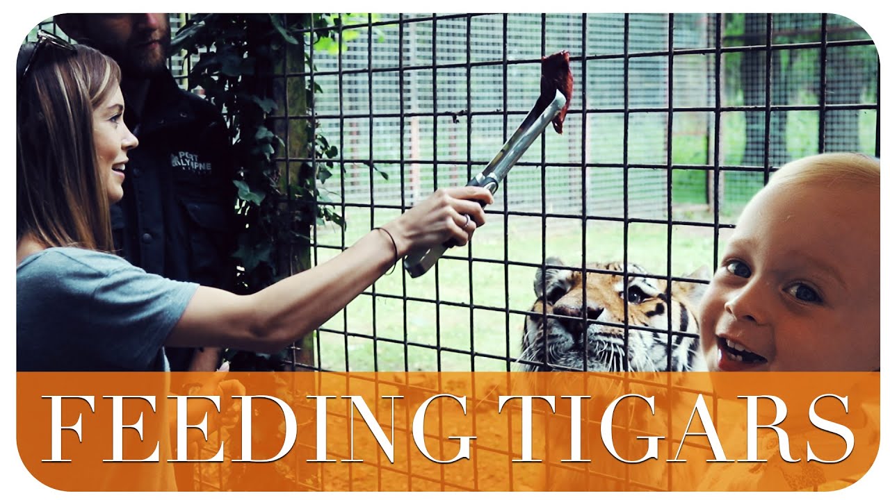 FEEDING TIGERS | THE MICHALAKS