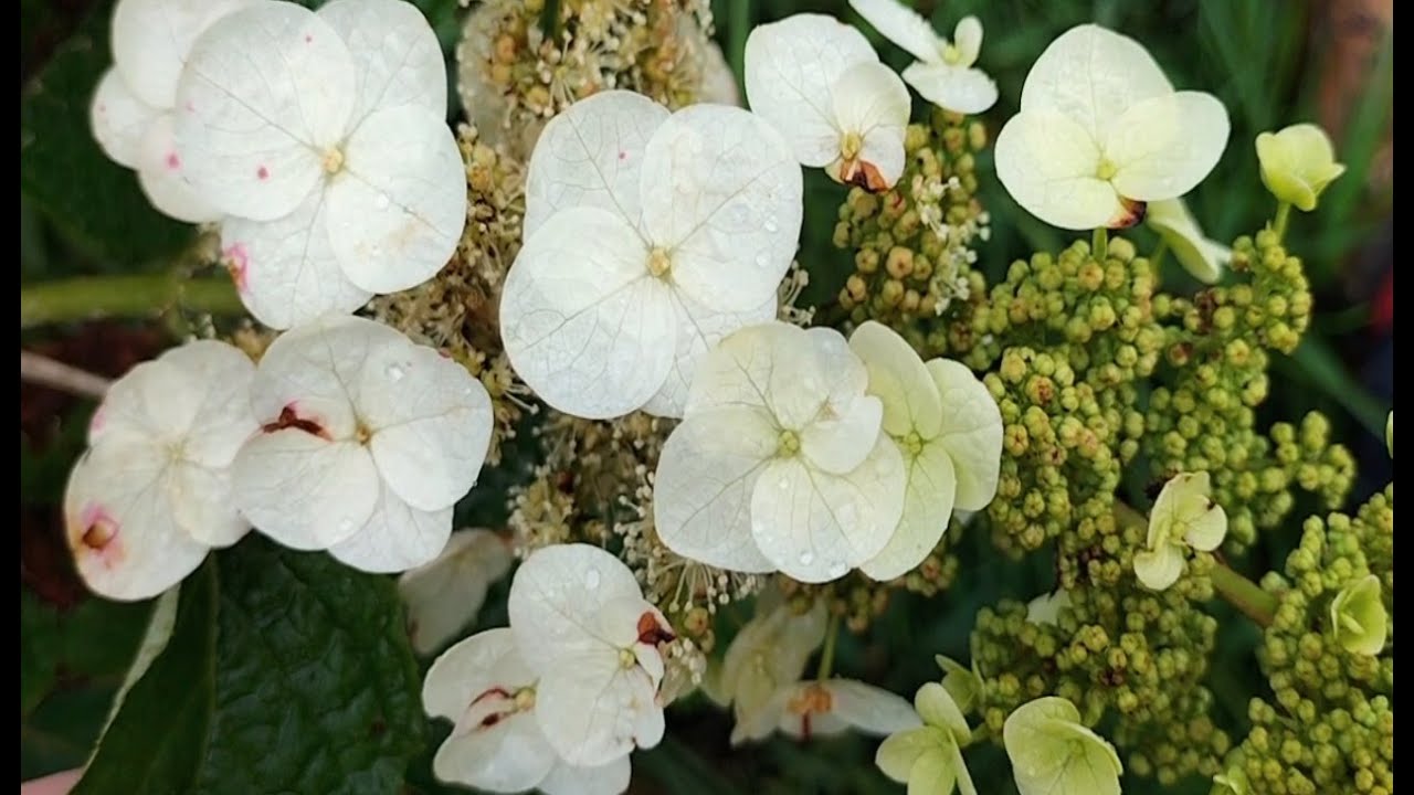 Basic Pruning Tips #8 How to prune                            Hydrangea quercifolia. Oak leaf.