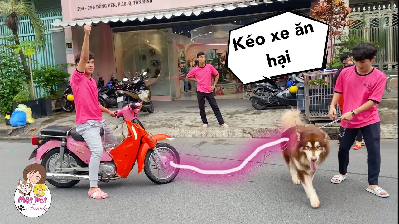 Mật Kéo Xe Giữa Phố Và Cái Kết - Trời ơi Mật Pet Family