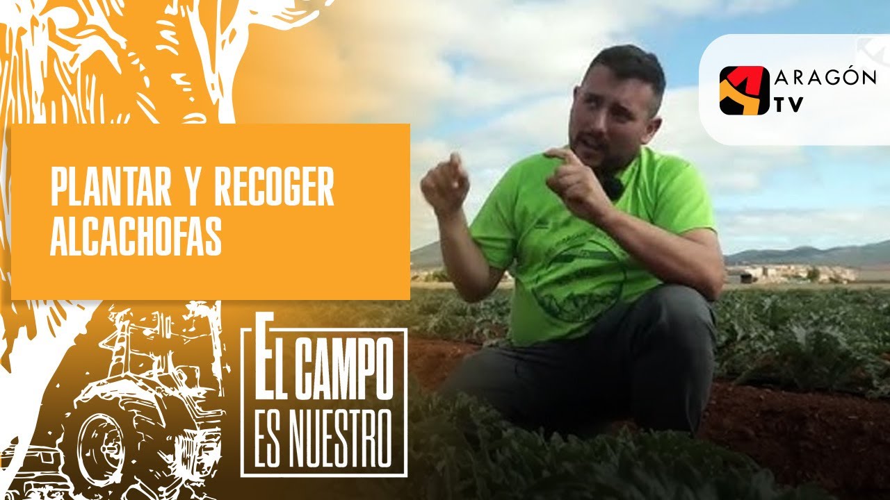 Cómo plantar y recoger alcachofas en verano
