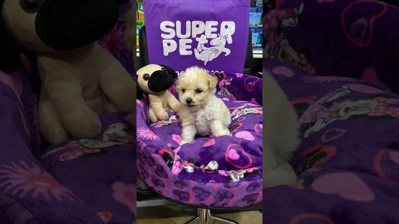 🐩🐾  French poodle de venta en Ecuador - Tienda de mascotas y criadero S&uacute;per Pet