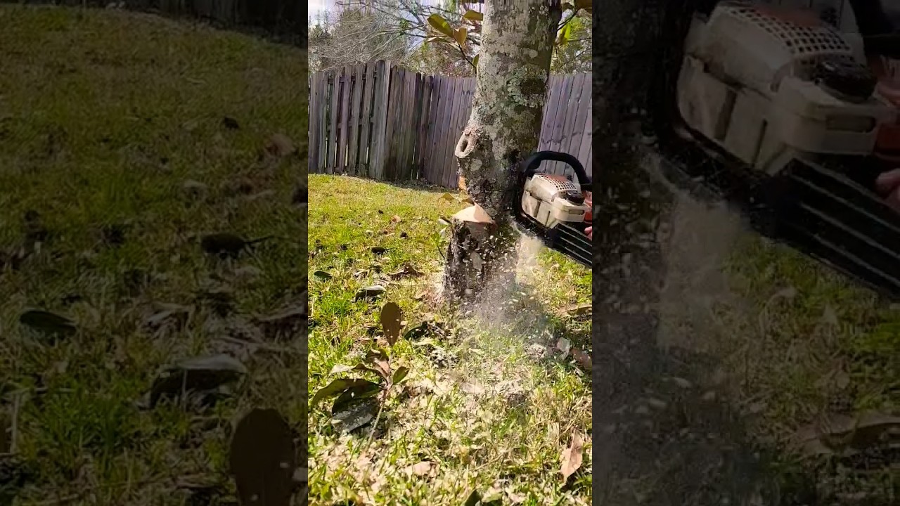 FELLING A HUGE MAGNOLIA TREE🫣💥‼️ #youtubeshorts #shorts  #arborist #treework #reels #2023 #usa