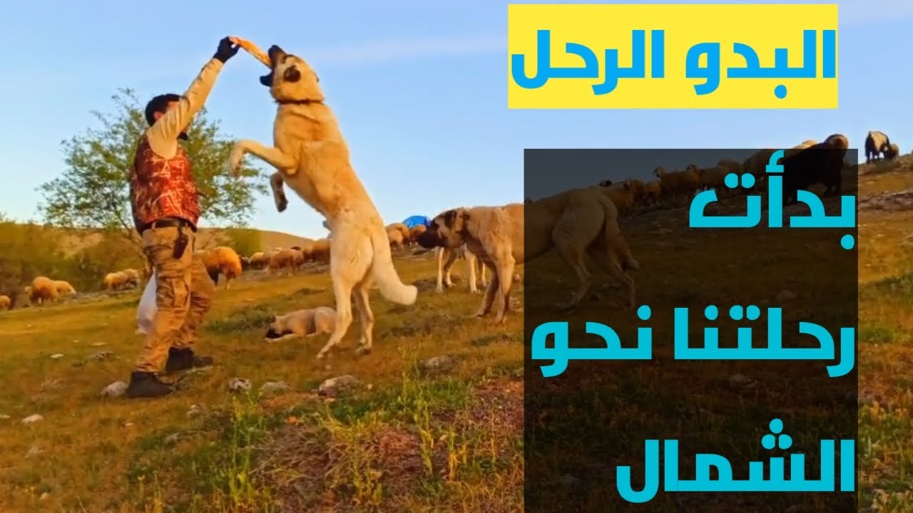 البدو الرحل  مع اغنامهم ـ التخييم بالجبال