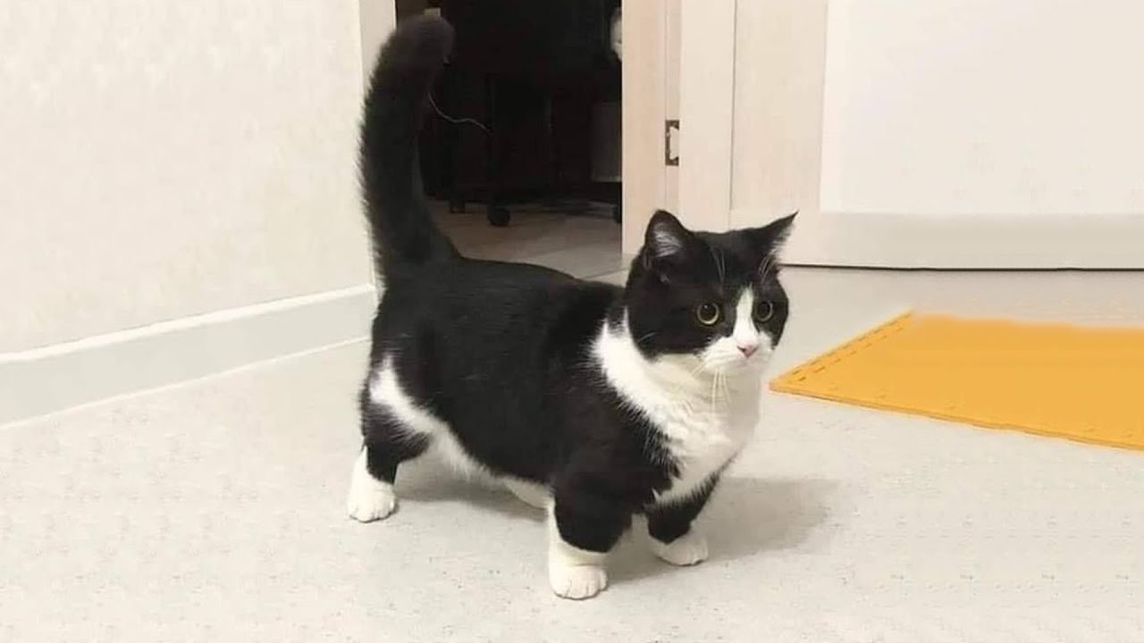 Try Not To Laugh 🤣 New Funny Cats Video 😹  Part 31