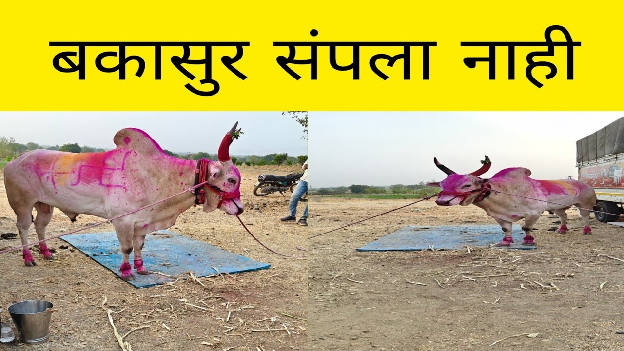 आज बकासुर आणि घोट सर्जा यांनी एक नंबर केला !