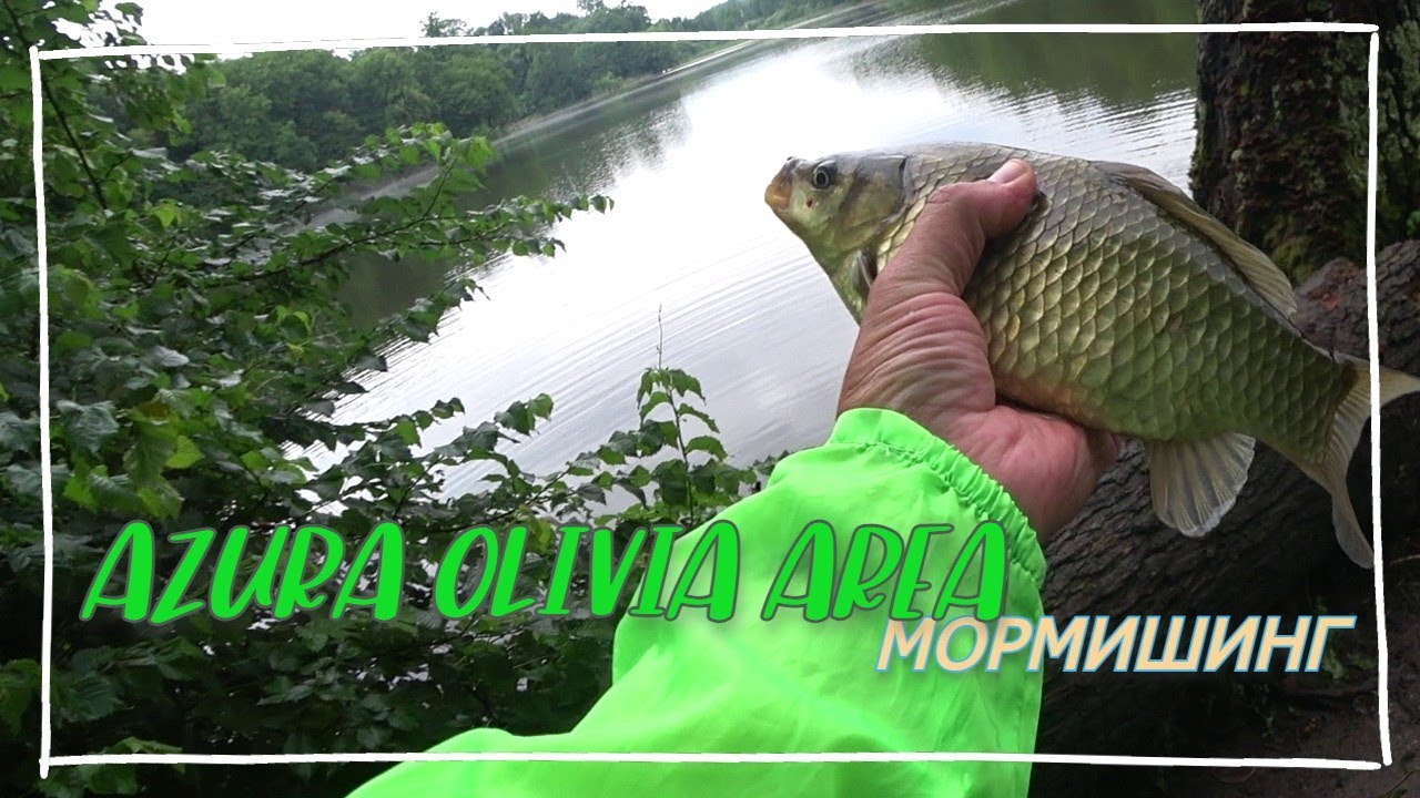 Великий карась на Azura Olivia Area 5'6