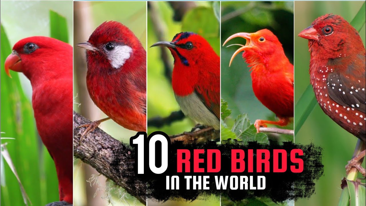 10 Red Birds in the World. Beautiful Bird!