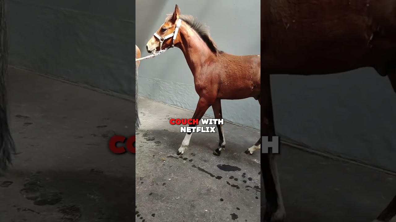 💀 Why a Broken Leg Means Death for Horses #animals #shorts #fypシ