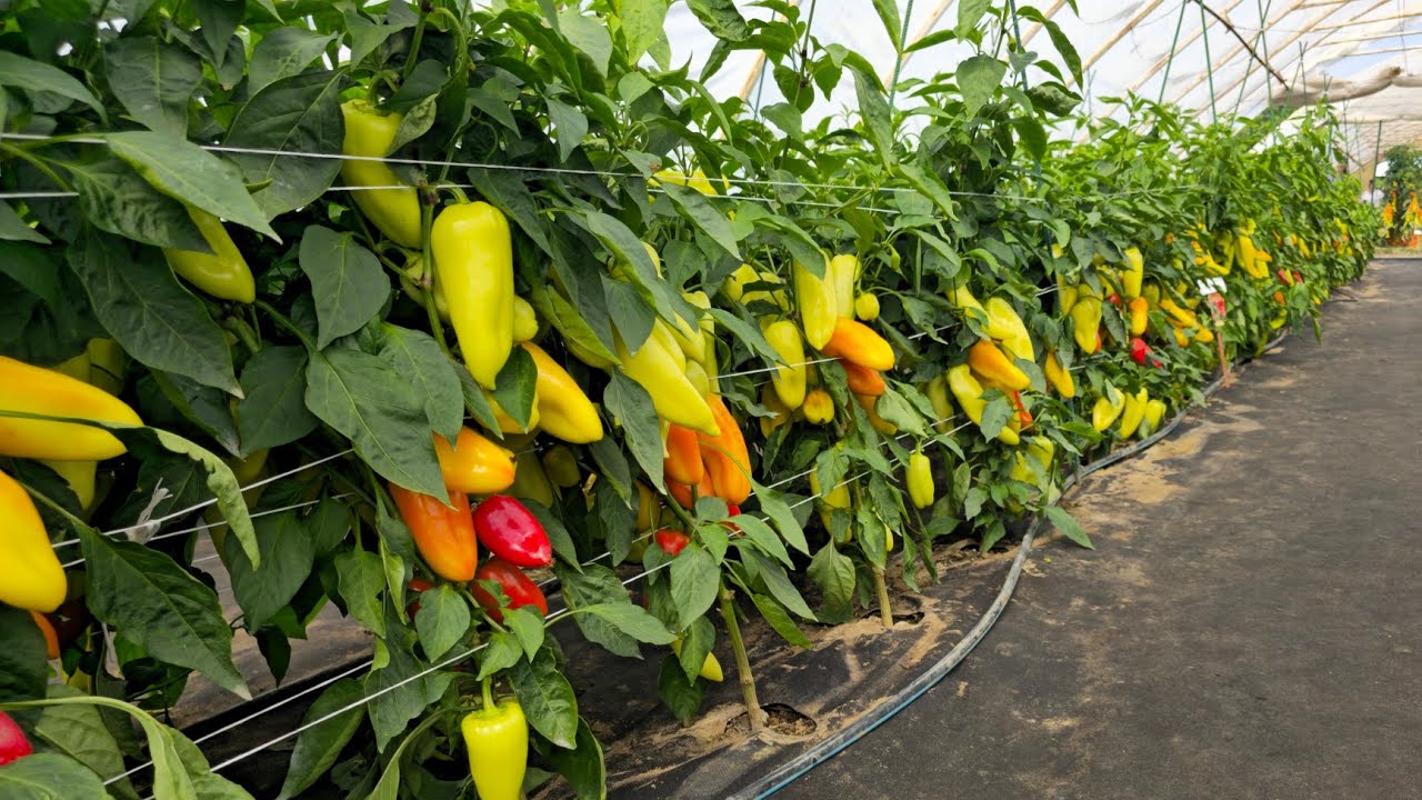 Přehlídka odrůd zeleniny Lednice 2025 - papriky sladké