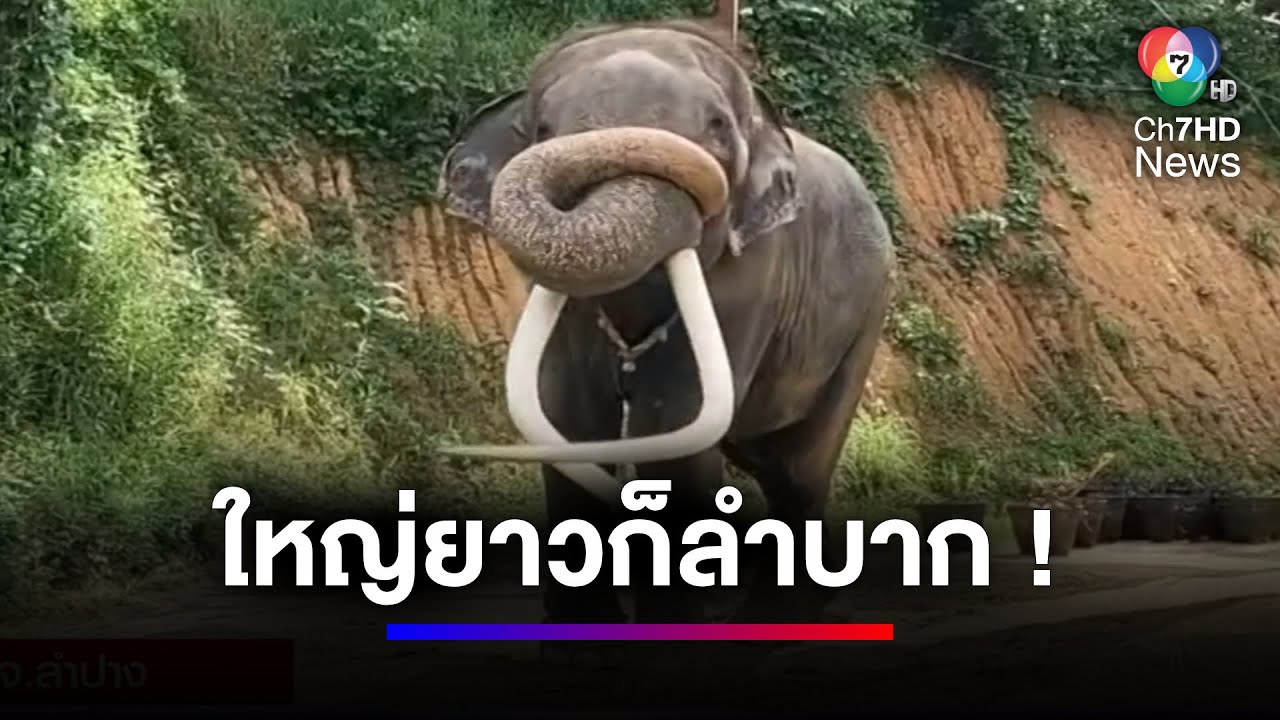 เล็งลดความยาวงา 
