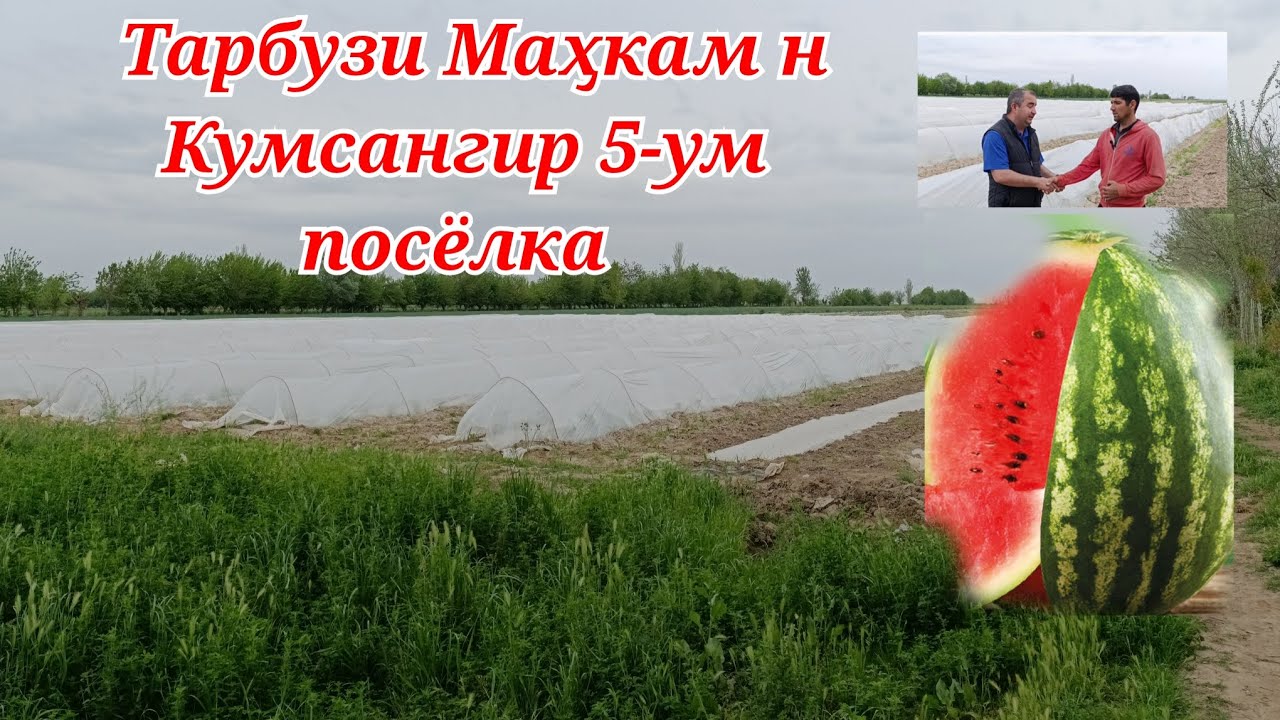Тарбузи Махкам 5 -ум посёлка н.Кумсангир бо усули Дуга