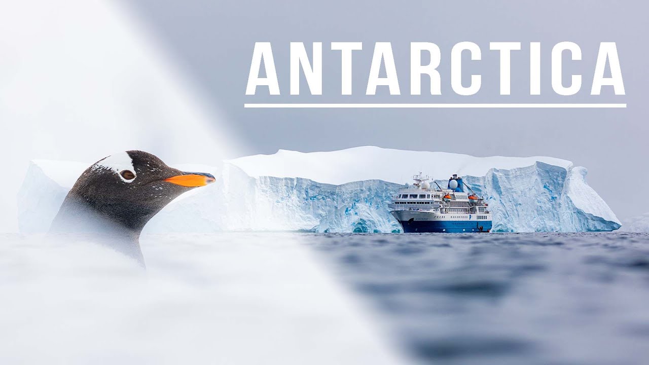 Wildlife Photography in Antarctica
