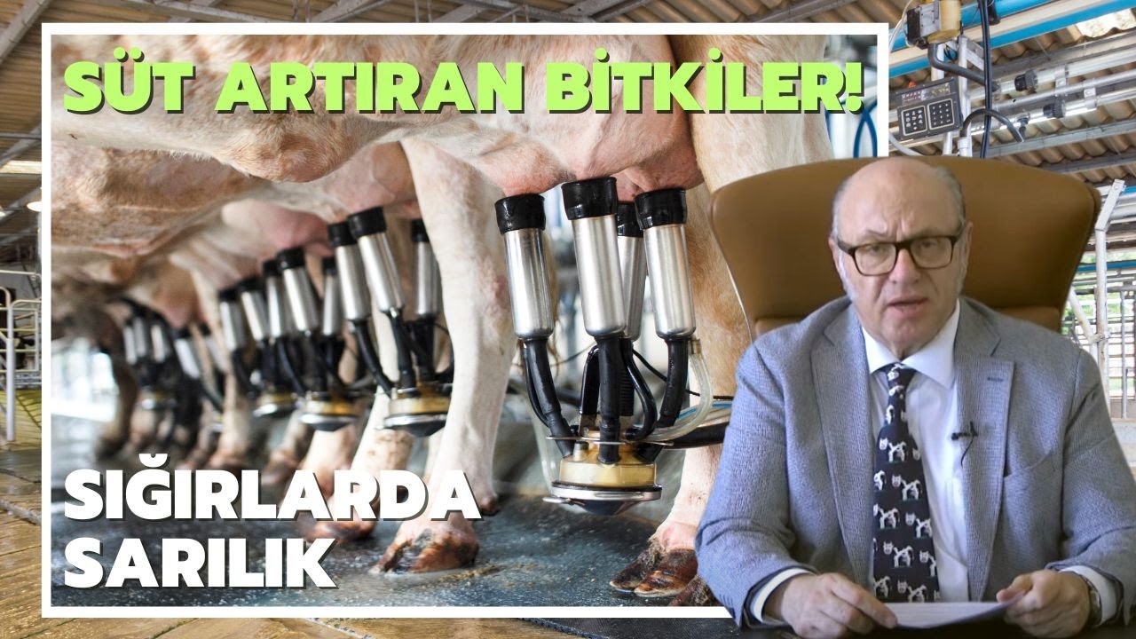 Süt Artıran Bitkiler / Sığırlarda Sarılık Ve Sonuçları