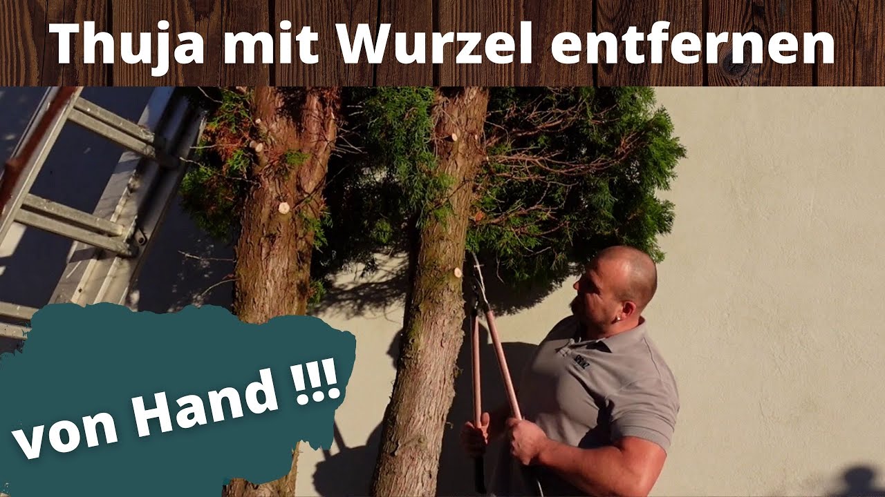 Thuja entfernen mit Wurzel , alles von Hand