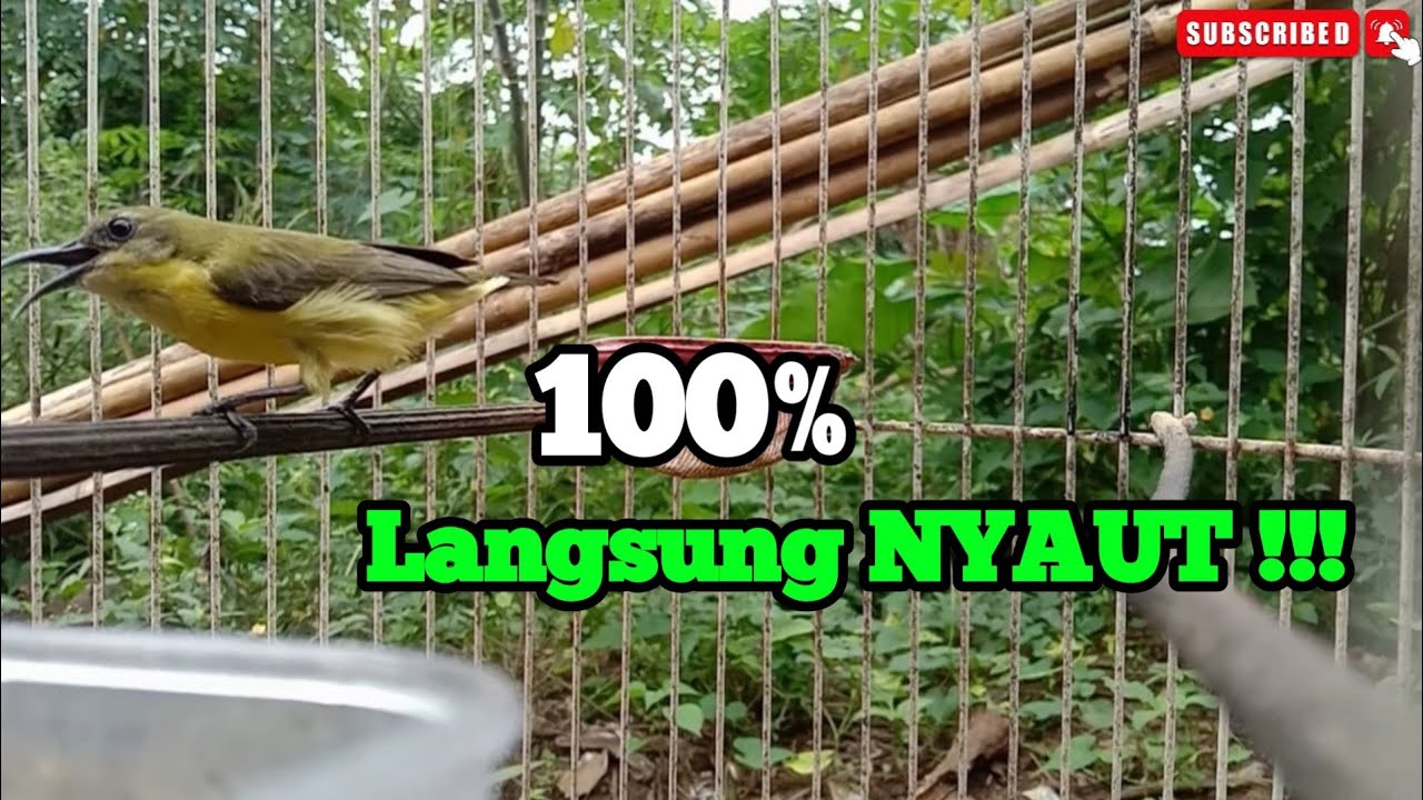 Pancingan SOGON BETINA crewet || dijamin Langsung bikin RESPON!!