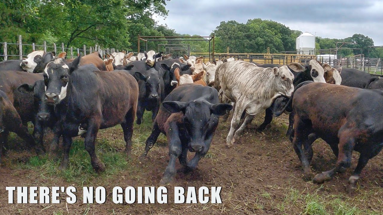 Chasing 100 Calves Round and Round
