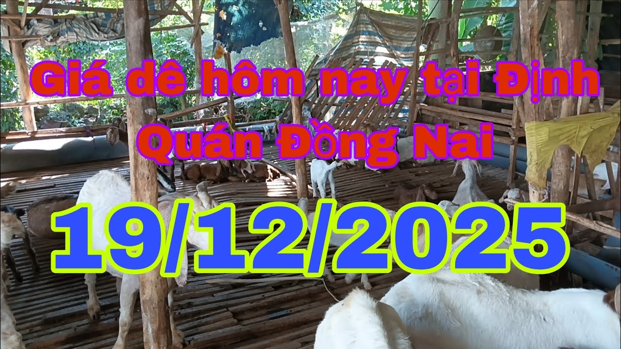 Giá dê hôm nay tại Định Quán Đồng Nai 19/12/2025 - Ù sáng nuôi dê