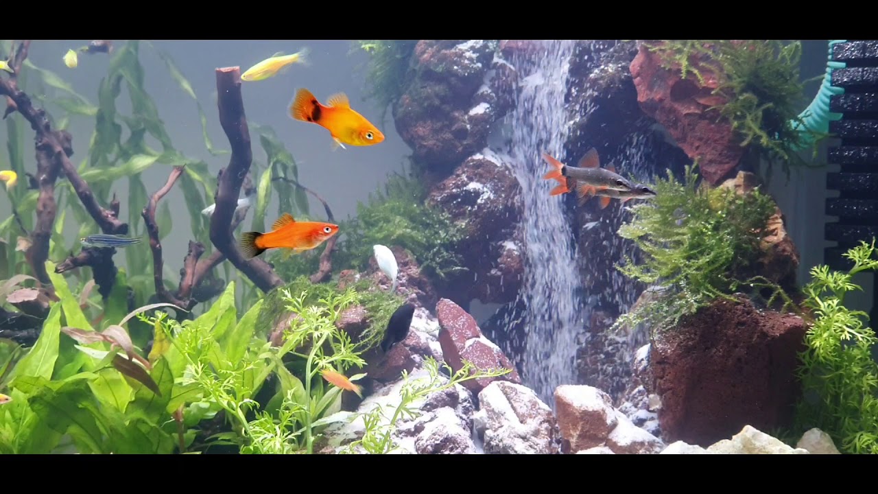 Rainbow Shark Mating Dance