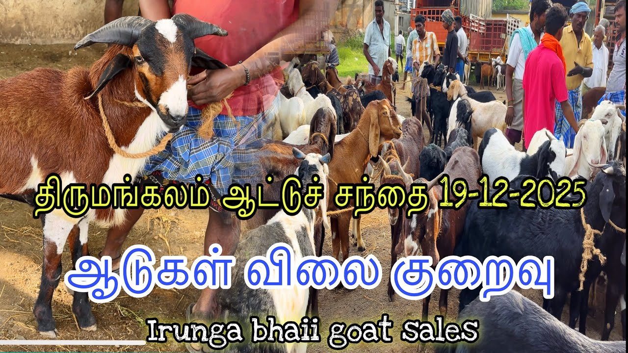 திருமங்கலம் ஆட்டுச் சந்தை #irungabhaiigoatsales #thiruangalamaadusanthai #trending #animals #goat