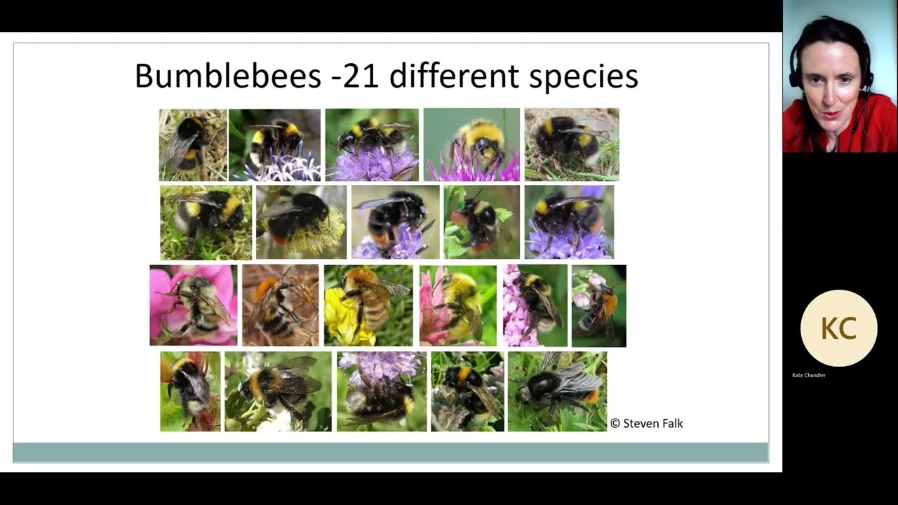 An Introduction to Ireland's Bees