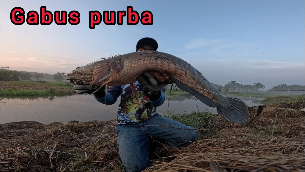 Spot ini selalu dapat ikan besar, casting gabus/haruan