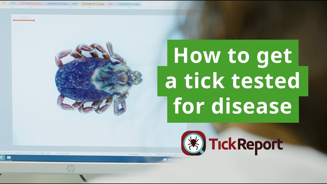 How to Get a Tick Tested for Disease with TickReport