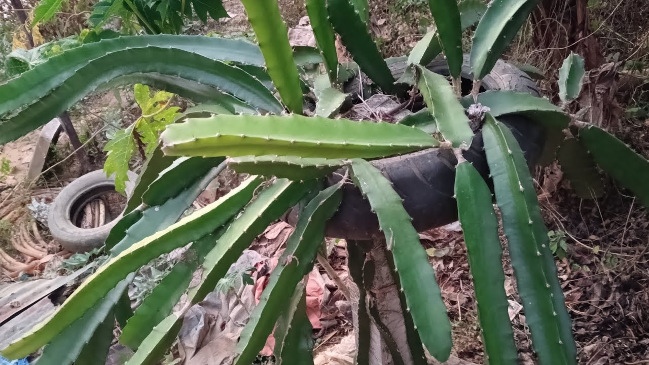 Growing dragon fruits plants within one year 