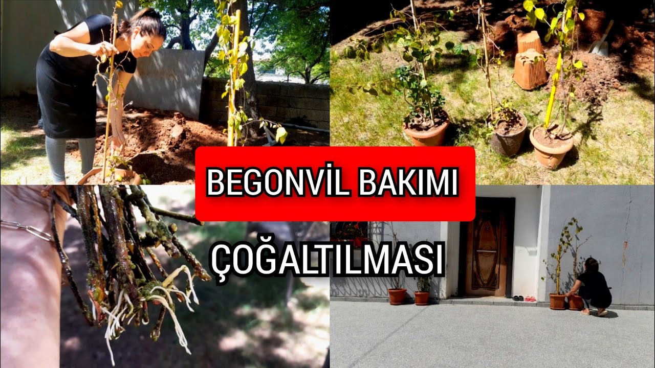 BEGONVİL BAKIMI ve KÖKLENDİRME ve SAKSI DEĞİŞİMİ🌹🪴🌼#çiçekbakımı