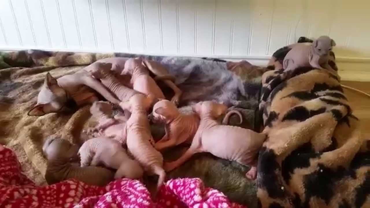 Cutest Sphynx Kittens Ever