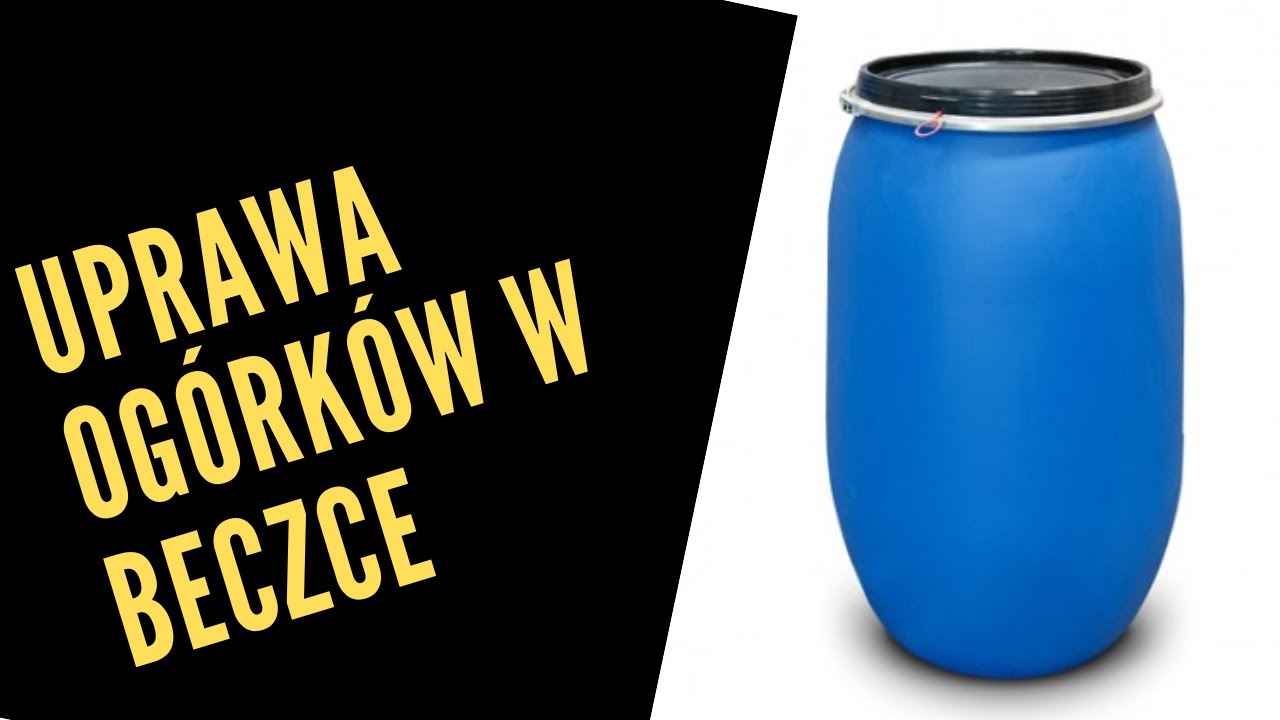 Ogórek gruntowy, ogórek zielony. Mączniak prawdziwy, mączniak rzekomy, kanciasta plamitość, mszyca,