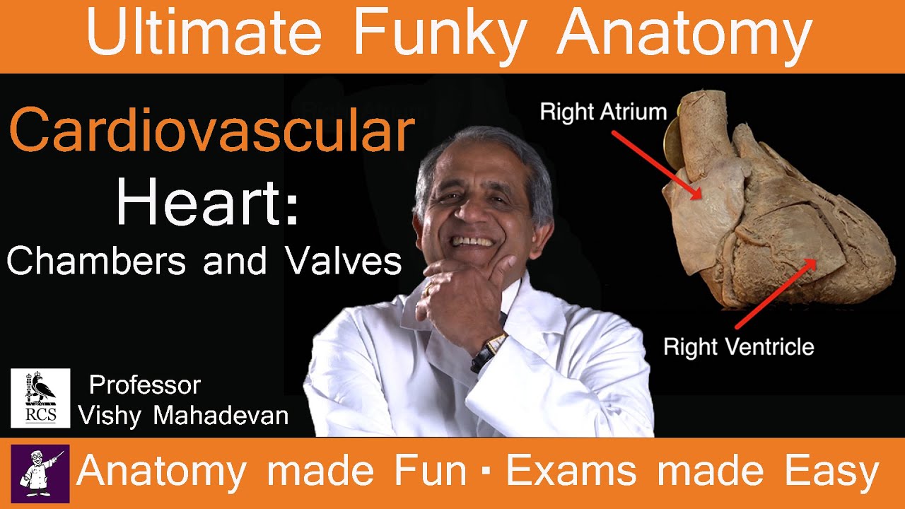 Cardiovascular System Heart: Chambers and Valves.  Anatomy made Fun.  Exams made Easy!