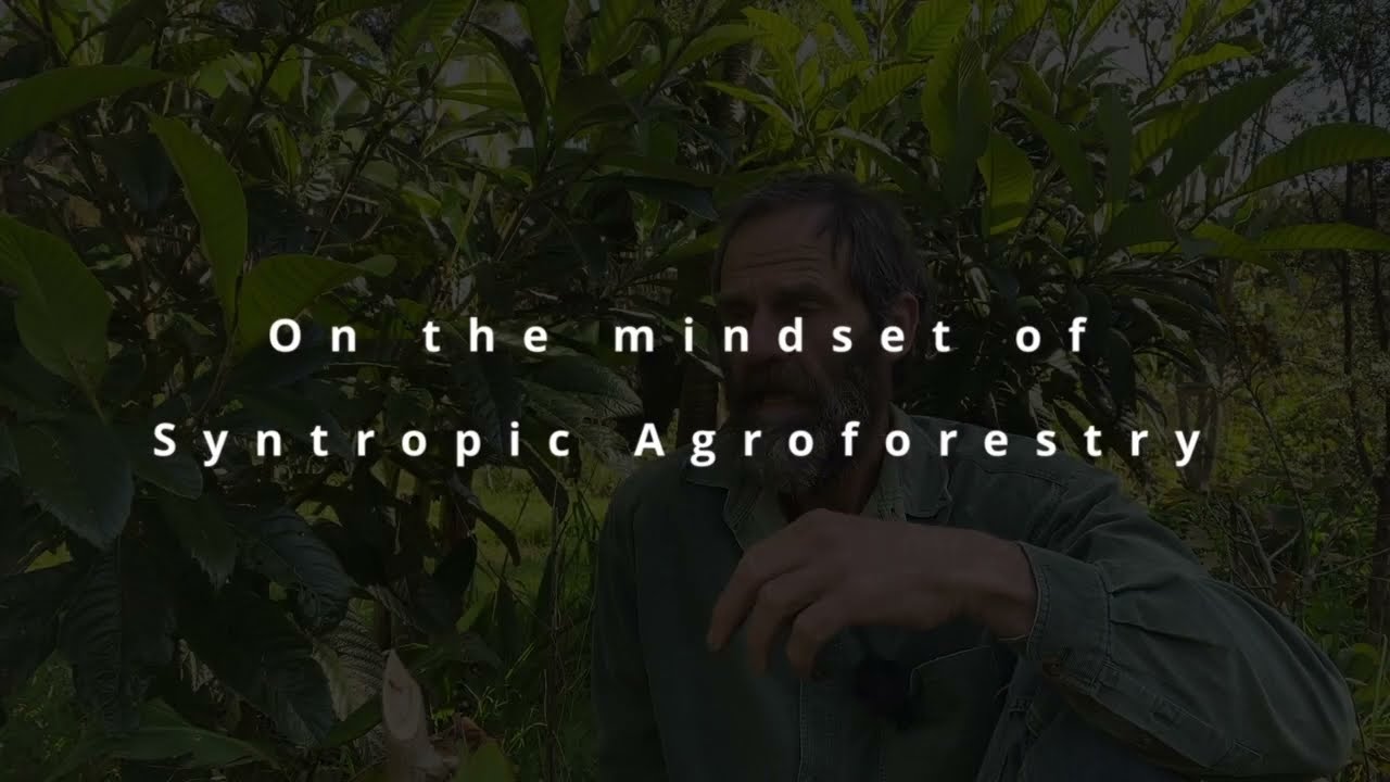 On the Mindset of Syntropic Agroforestry