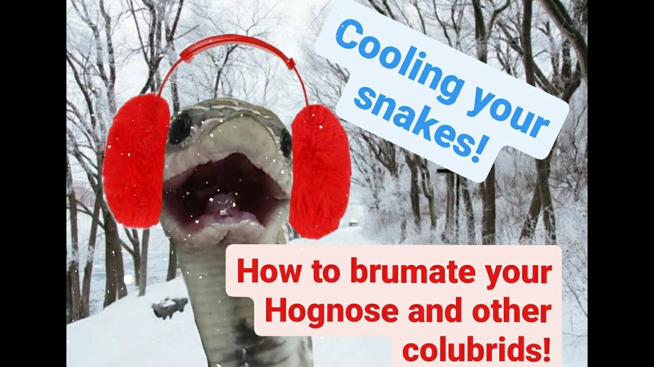 Brumation setup for your snake, how and why. 