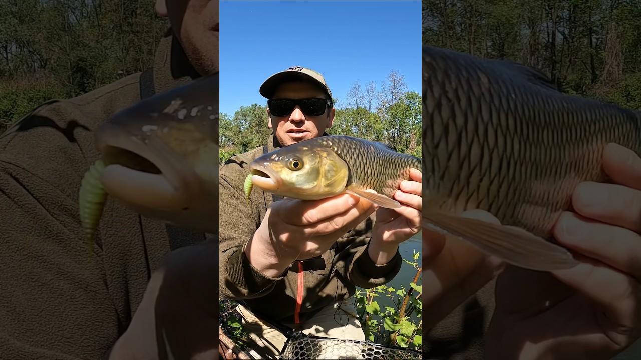 Kleń nie wytrzymał &ndash; Tanta rządzi tej wiosny! 🎯 #ultralight #kleń #spinning #wędkarstwo #fishing