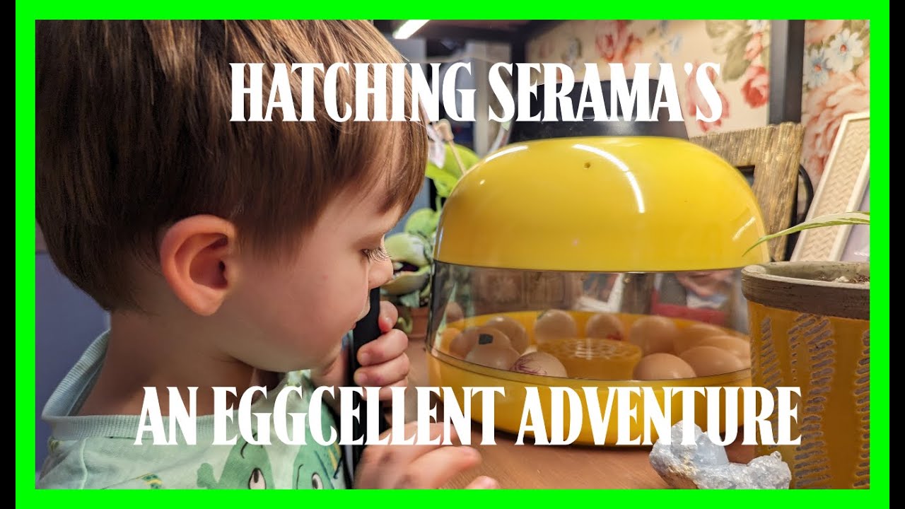 Hatching Serama's - And Eggcellent Adventure!!!!