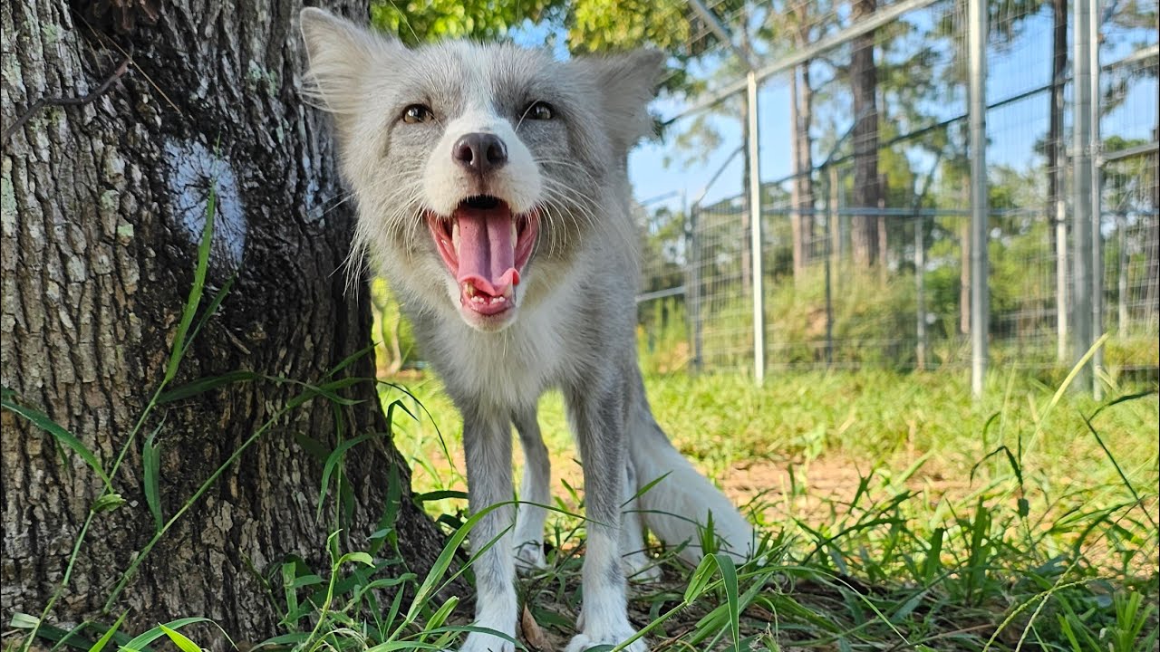 Silky fox gets yard time for the first time!