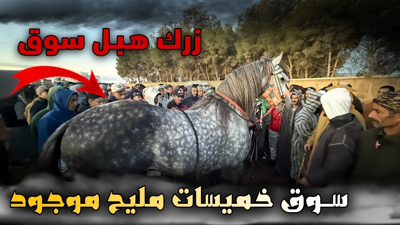 سوق الخميسات اليوم خاوي و بادريس عندو المليح و شروط وزين 