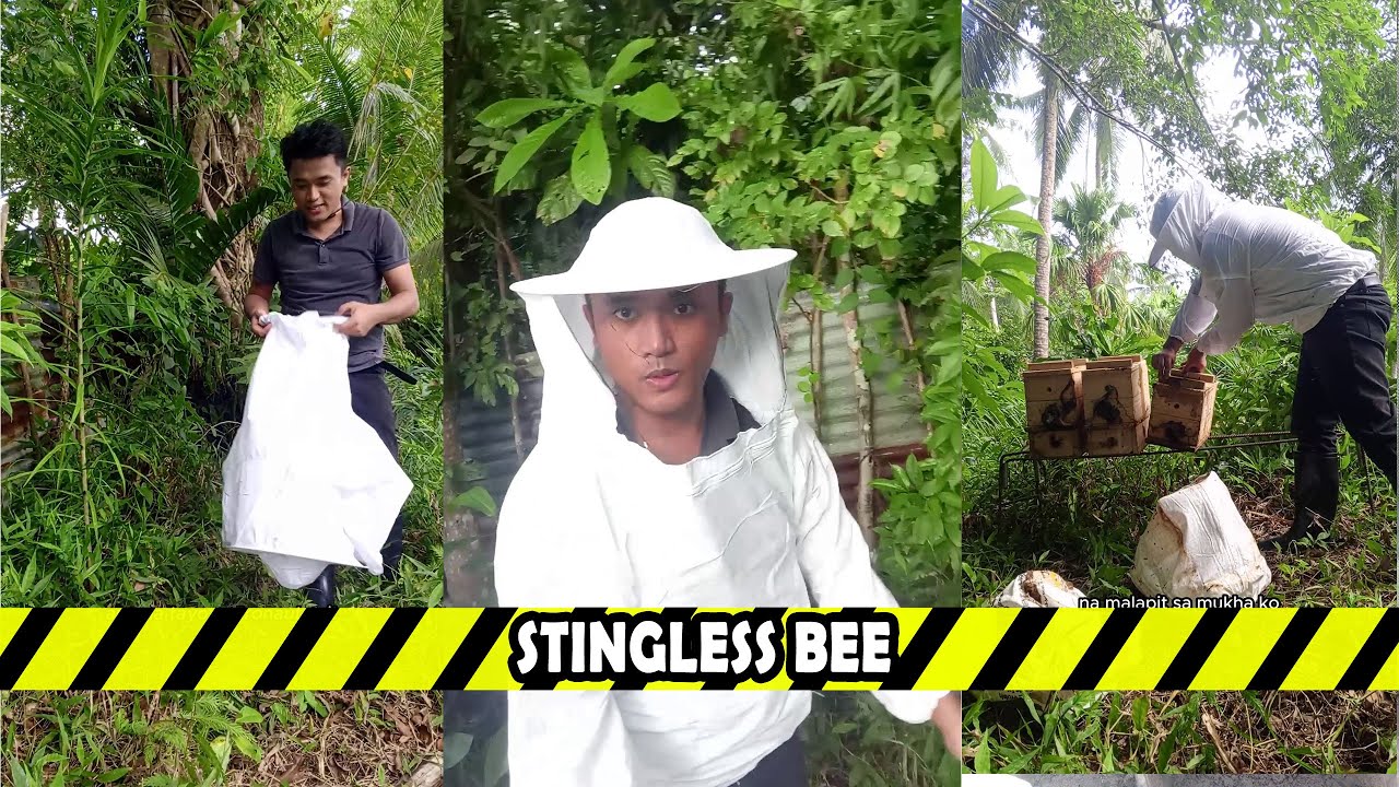 Stingless Bee 🐝🍯 | #stinglessbee #beefarming #honeybee #millennialfarmer #supportlocal #provincelife