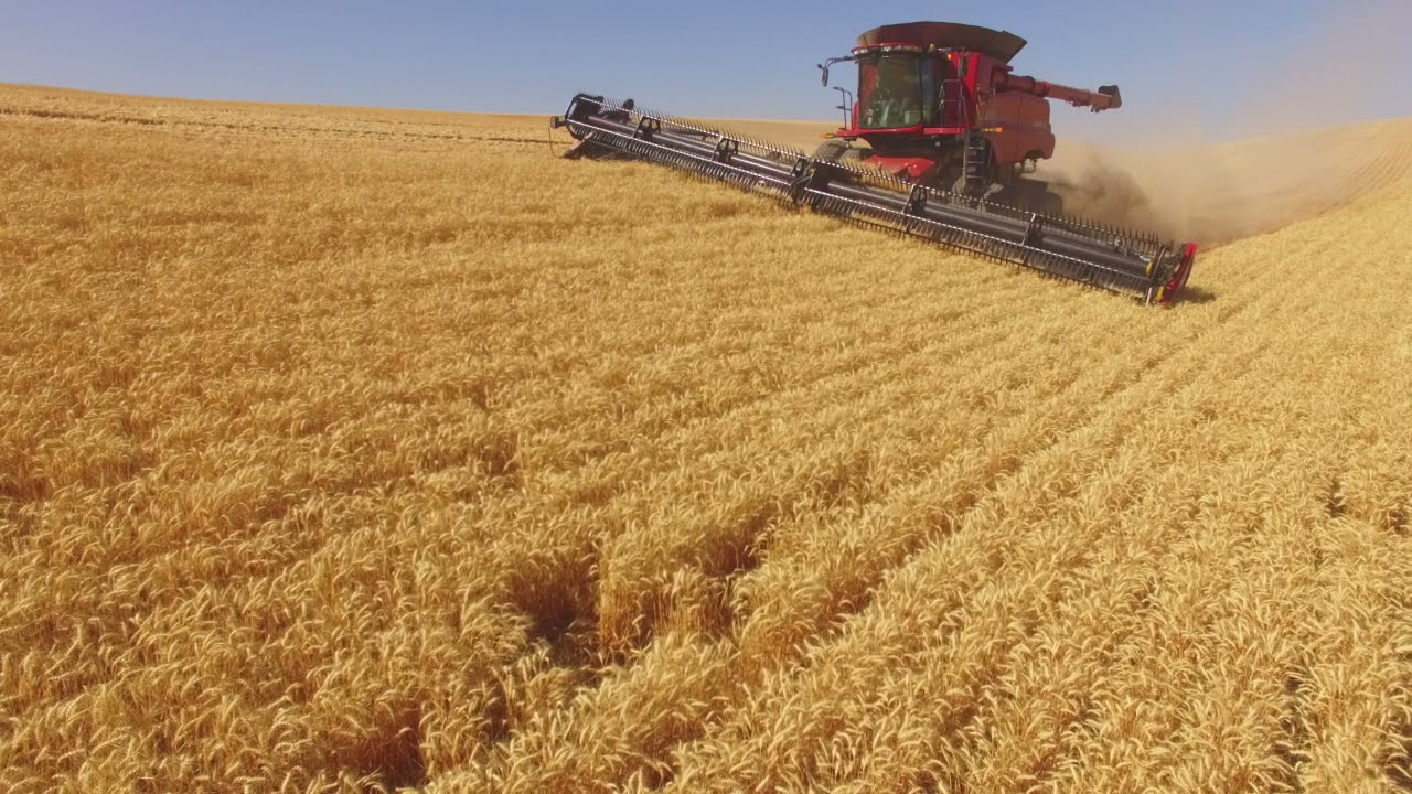 Wheat Harvest 2021