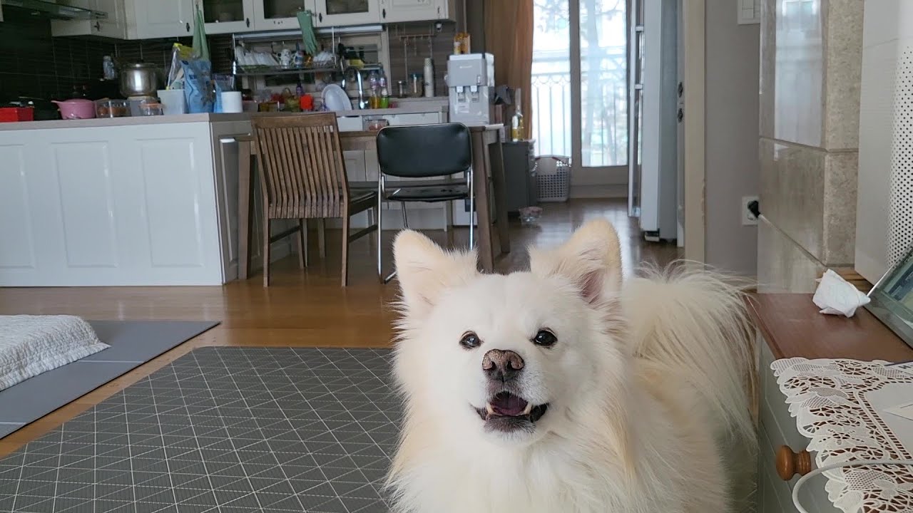 0210 춥다고 너희끼리만 휘리릭 #흰둥이 #강아지 #강아지일상 #강아지브이로그 #애견영상 #반려견 #동물농장강아지 #산책하는강아지 #매일 #귀여운강아지 #cutedog