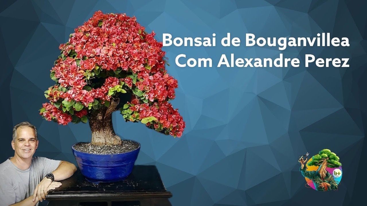 Bonsai de Bougainville - Aula completa com Alexandre Perez