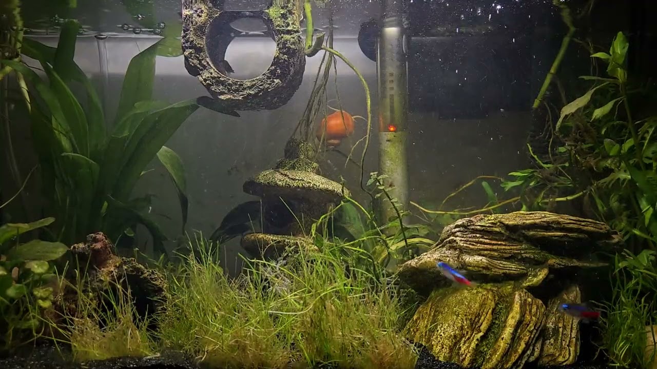 10 Gallon Betta Tank (no sound)