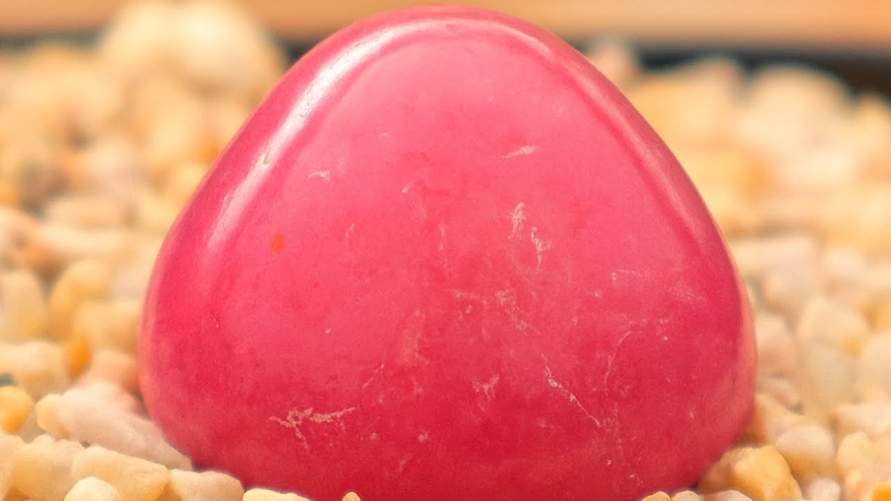 Почему Conophytum burgeri становится красным?｜Свет, стресс и стратегия выживания