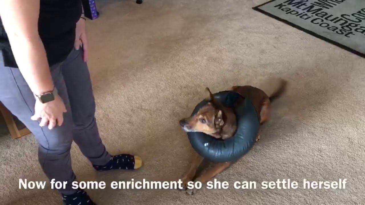 Inflatable collar training