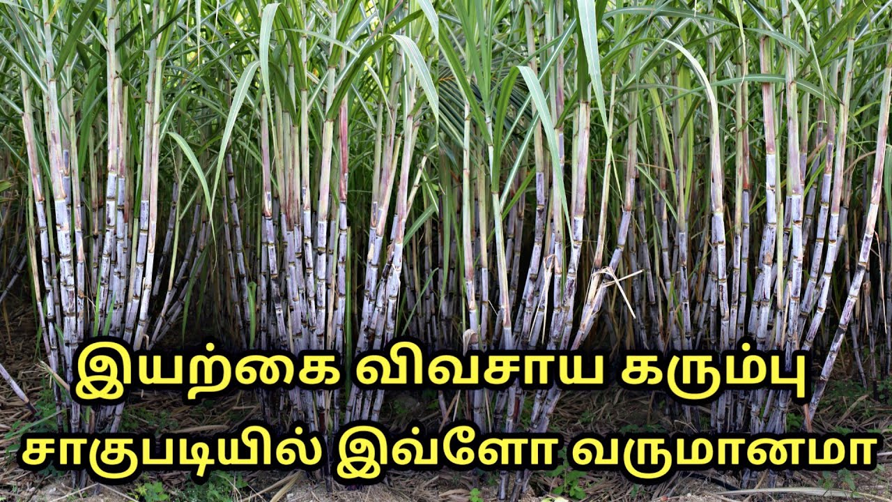 இயற்கை விவசாயத்தில் கரும்பு சாகுபடி || sugarcane farm in tamil || Uzhavan magan
