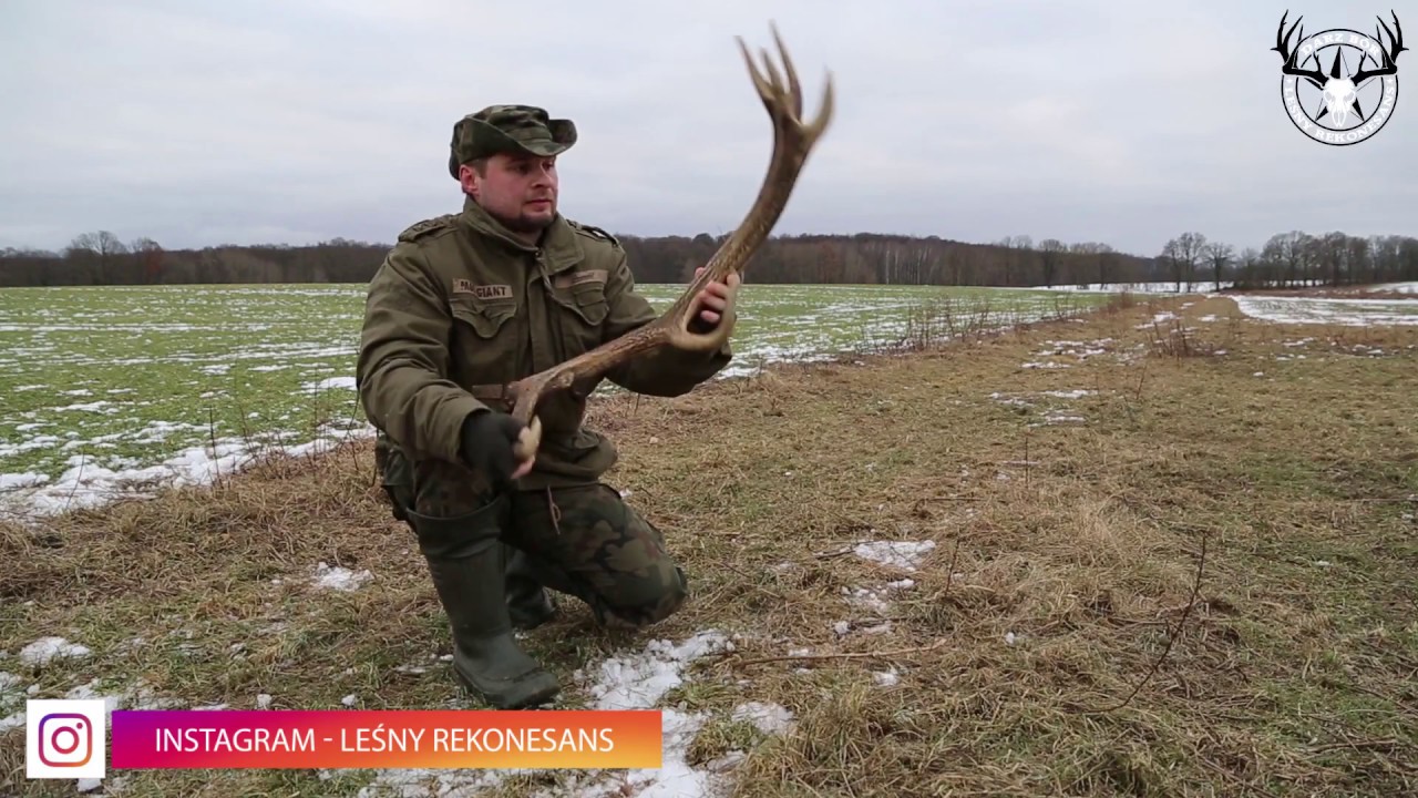 Zrzuty jeleni i nie tylko LEŚNY REKONESANS - Targi Knieja 2018