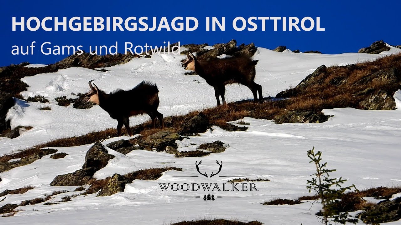 Gamsjagd in Osttirol | kapitale Gamsgei&szlig; erlegt  | die besten Jagdfilme | Woodwalker ep#59