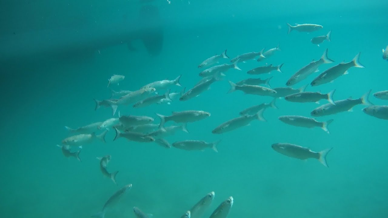 Fishing the Mayan Riviera Puerto Aventuras Mexico