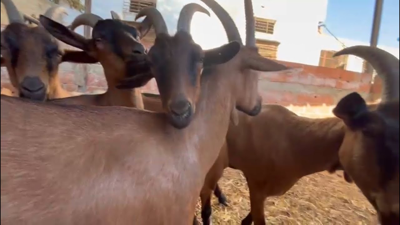لكل من يبحث عن ماعز 🐐 الألبين المنتج للحليب 🥛هده هي الفرصة 🇲🇦 ازيد من 10 لعنزات اصلية للبيع