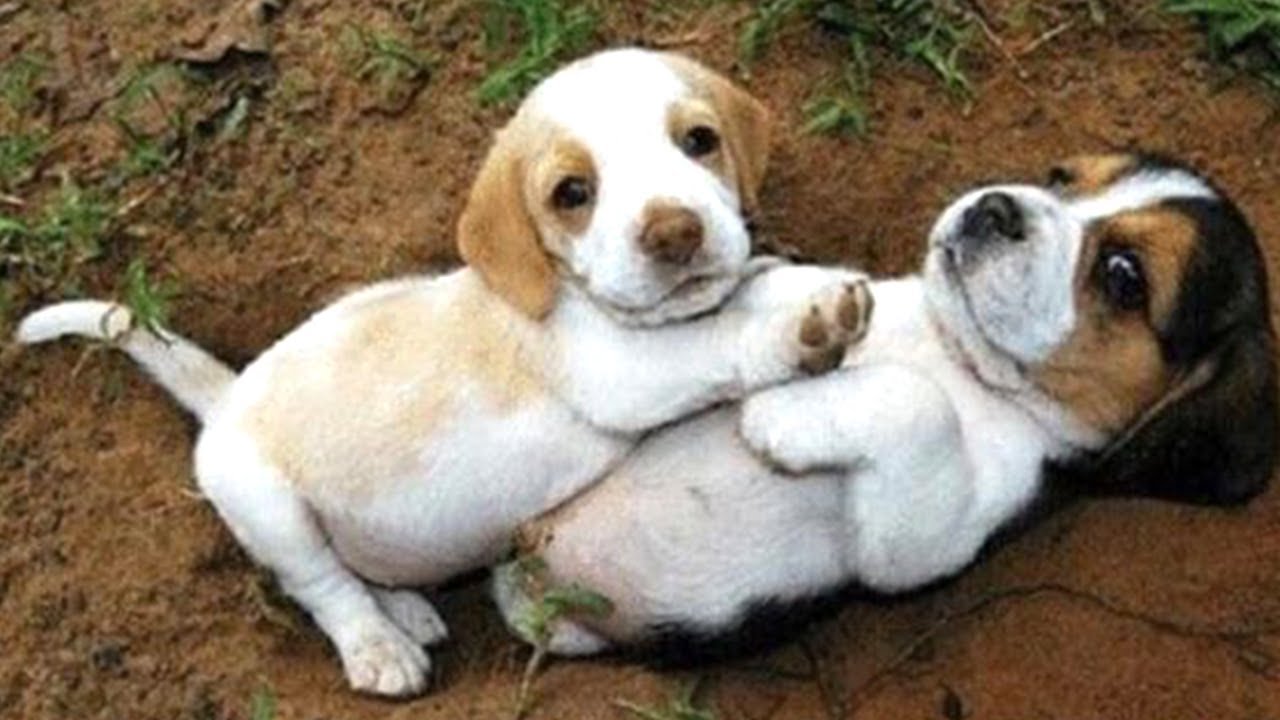 배꼽빠질 웃긴 강아지 영상 모음 💛세계에서 가장웃긴 강아지 영상ㅋㅋㅋㅋㅋㅋㅋ#01 🐶🐕